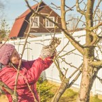 Pamiętaj o tym zabiegu zimą, a drzewka owocowe odwdzięczą się latem