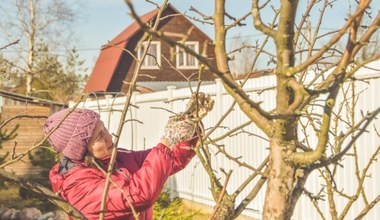 Pamiętaj o tym zabiegu zimą, a drzewka owocowe odwdzięczą się latem