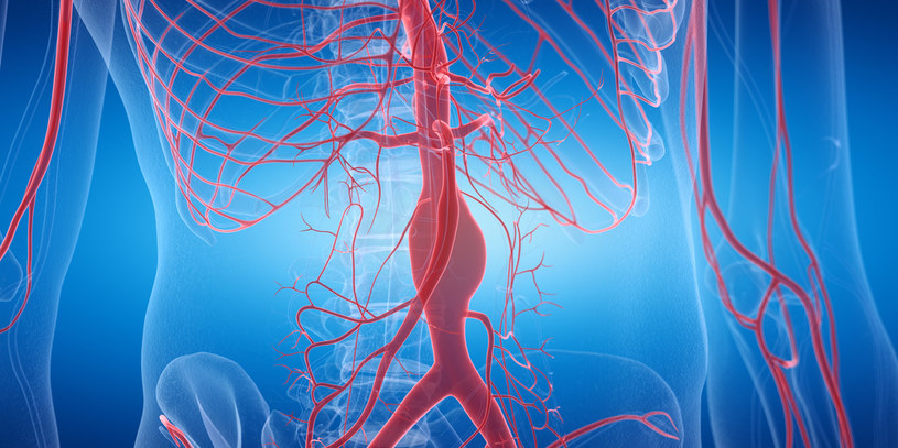 Pamiętaj - tętniak aorty to stan zagrażający życiu! /123RF/PICSEL