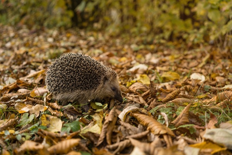 Pamiętaj w trakcie jesiennych dni. Zasada 3xC może uratować życie jeża