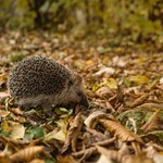 Pamiętaj w trakcie jesiennych dni. Zasada 3xC może uratować życie jeża