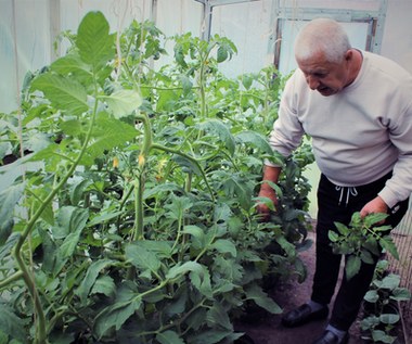 Pan Zbigniew wyhodował ponad 4-metrowe krzaki pomidorów. Zdradza, w czym tkwi sekret