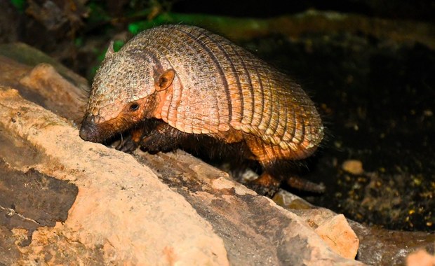 Pancernik włochaty w poznańskim zoo. Poznajcie Agatkę