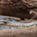 Pancerny krokodyl wspina się wysoko na drzewa. Sytuacja z nim zatrważa