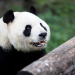 Panda i jej koledzy. Kto jeszcze mieszka w Chinach? Sprawdź [QUIZ]
