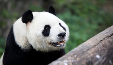 Panda i jej koledzy. Kto jeszcze mieszka w Chinach? Sprawdź [QUIZ]