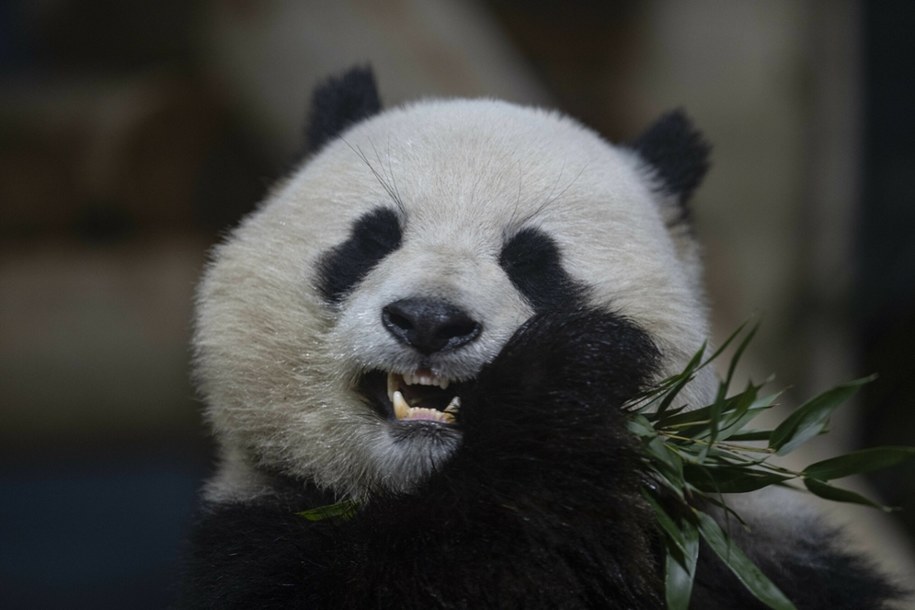 Panda jako element ofensywy dyplomatycznej Chin? /AA/ABACA/Abaca/East News /East News