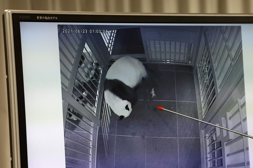 Panda, które urodziła bliźnięta w tokijskim zoo. /BEHROUZ MEHRI /AFP