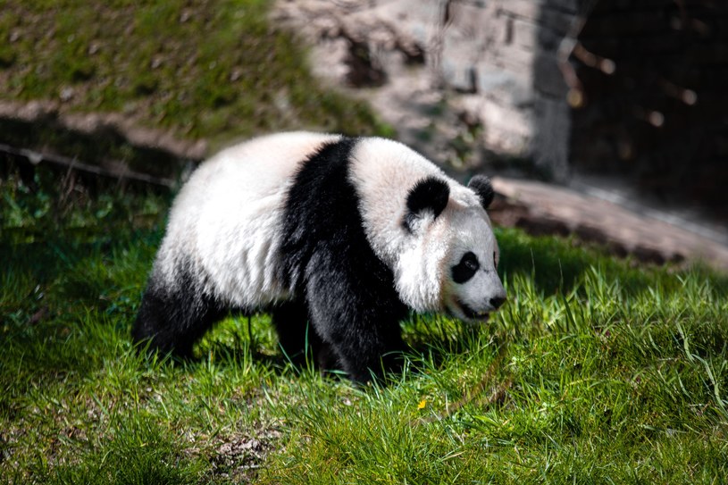Panda urodzona w holenderskim zoo okazała się być samicą, a nie samcem /Ouwehands Dierenpark Rhenen /facebook.com