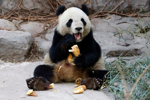 Panda w chińskim ZOO /WU HONG /PAP/EPA