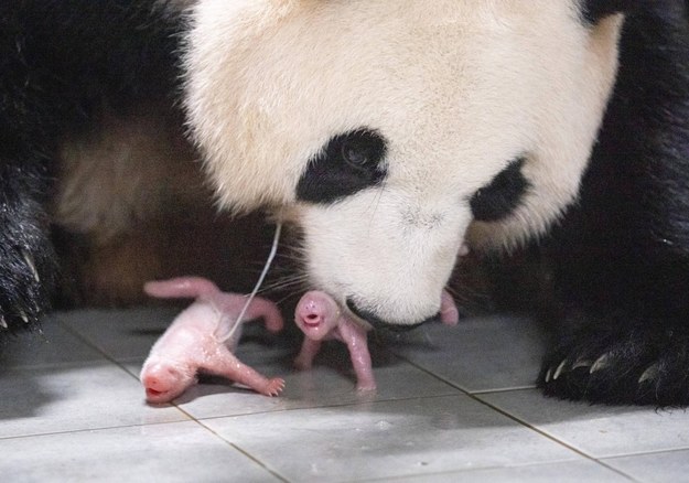 Panda wielka Ai Bao i jej dwie córki /foto: Samsung C&T Corp.  /PAP/EPA