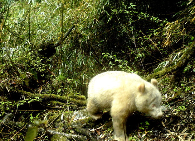 Panda wielka albinos uchwycona przez leśną foto-pułapkę /WOLONG NATIONAL NATURE RESERVE  /PAP/EPA
