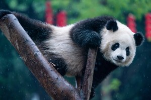 Panda wielka z Chin oszukała wszystkich. Jest niedźwiedziem, a nie szopem