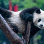 Panda wielka z Chin oszukała wszystkich. Jest niedźwiedziem, a nie szopem