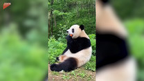 Panda zajada marchewkę. Urocze