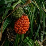 Pandan: Superfood, który może stać się rywalem dla matchy
