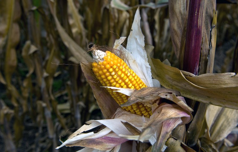 Pandemia wpływa na rynek kukurydzy /AFP