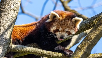Pandka ruda uciekła z wybiegu gdańskiego zoo. Strażacy w akcji 
