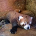 ​Pandka ruda zamieszkała w płockim Zoo