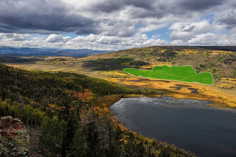 Pando zajmuje powierzchnię około 40 hektarów, ma 14 000 lat i waży około 6 000 ton /Lance Oditt/ the Creative Commons Attribution-Share Alike 4.0 International license /Wikipedia