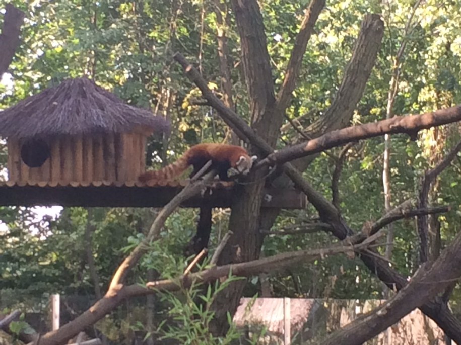 Pandy małe w łódzkim Zoo /Agnieszka  Wyderka (RMF FM) /RMF FM