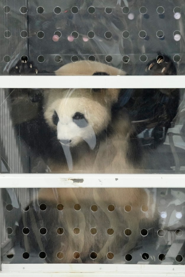 Pandy zamieszkają w chińskim pawilonie, którego budowa kosztowała 9 mln euro. /Clemens Bilan /PAP/EPA