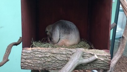 Pani mrówkojad zamieszkała w łódzkim zoo. Nie ma jeszcze imienia