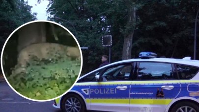 Panika w Berlinie. Po mieście grasuje lwica [FILM]