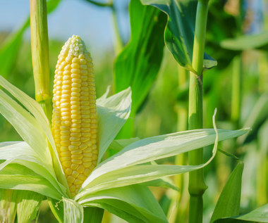 Państwowa spółka będzie skupować kukurydzę. Orlen zrobi z niej paliwo