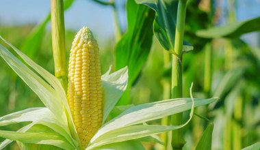 Państwowa spółka będzie skupować kukurydzę. Orlen zrobi z niej paliwo