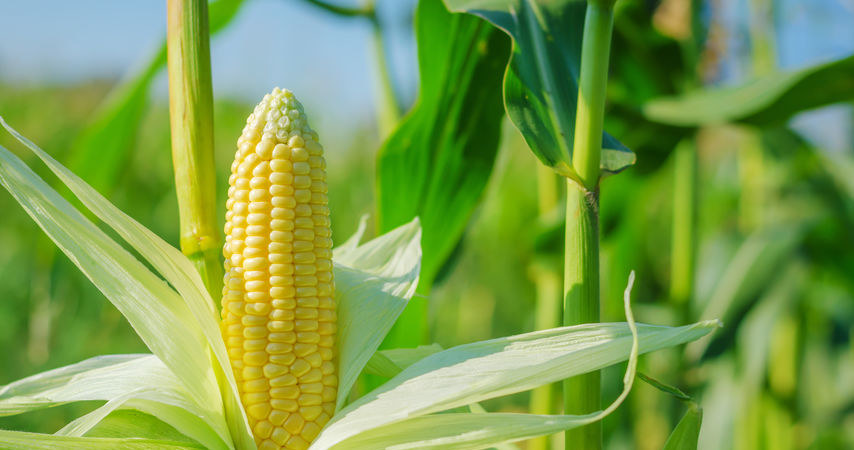 Państwowa spółka Elewarr będzie skupować kukurydzę po 500 zł za tonę /123RF/PICSEL