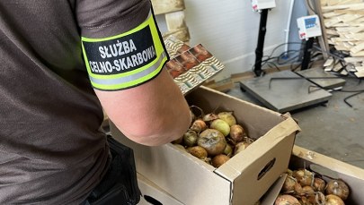 Papierosy ukryte w cebuli i burakach. Gigantyczny przemyt udaremniony w Polsce