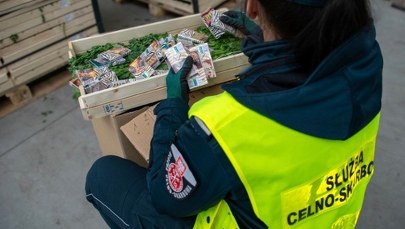 Papierosy ukryte w pietruszce. Służby udaremniły gigantyczny przemyt 