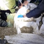 Papierosy z Białorusi ukryte w stodole i zakopane w ziemi. Przemytnicza kryjówka ujawniona