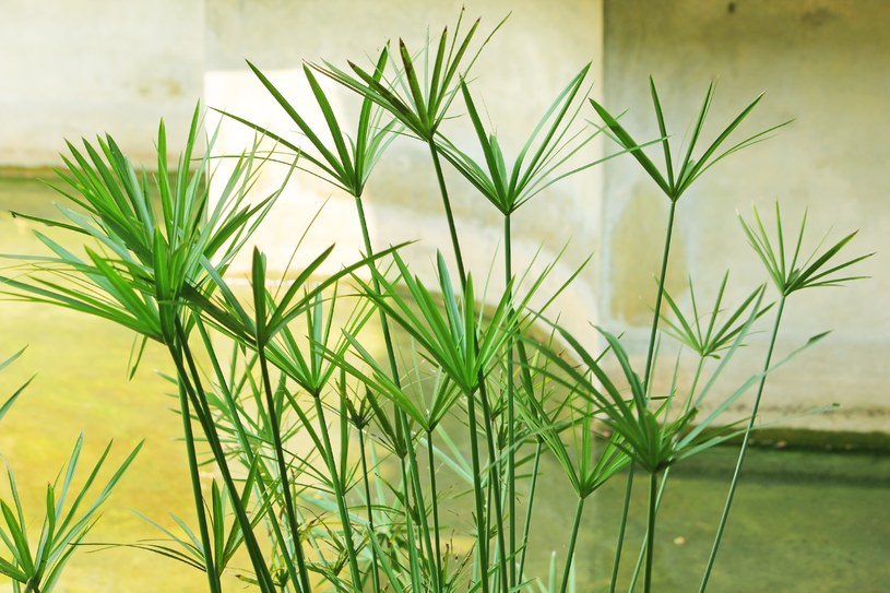 Papirusek to roślina, której nie szkodzi częste podlewanie /Pixel