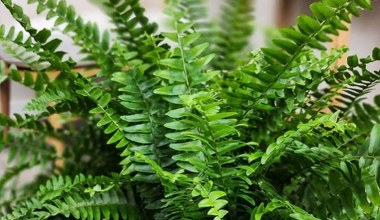 Папороть займе пів кімнати. Це заслуга цього продукту для тіста