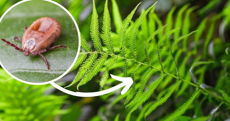 Paproć jest jedną z roślin, które przyciągają kleszcze jak magnes /Pixel