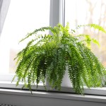 Paprocie tego nienawidzą. To dlatego zimą marnieją najczęściej 