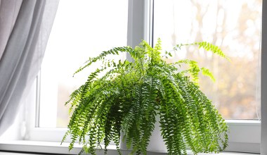 Paprocie tego nienawidzą. To dlatego zimą marnieją najczęściej 