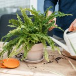 Paprotka marnieje po zimie? Podlej ją tym, a stanie na nogi