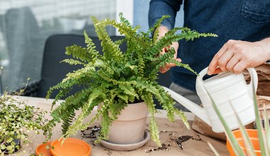 Paprotka marnieje po zimie? Podlej ją tym, a stanie na nogi