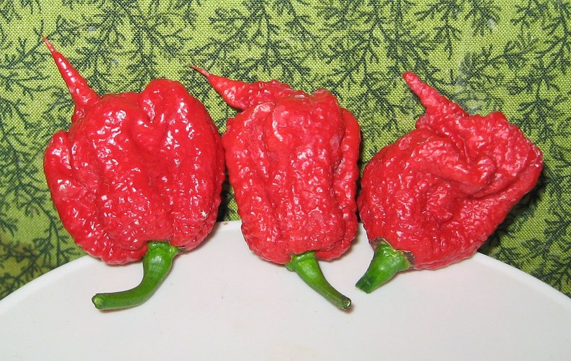 Papryczki Carolina Reaper /Wikipedia