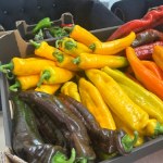 Papryka, aronia i arbuzy. "Pyszne, bo polskie" tym razem na Mazowszu