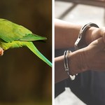 Papuga pomogła aresztować zabójców. Niezwykła historia z Indii
