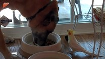 Papuga śpiewa przy jedzeniu. Co na to pies?