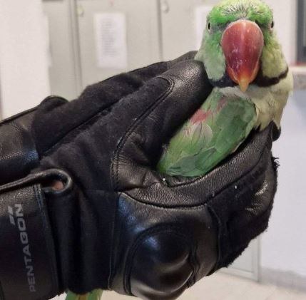 Papuga - uciekinierka /Policja