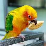 Papuga "wsypała" gang narkotykowy. 15 osób za kratkami