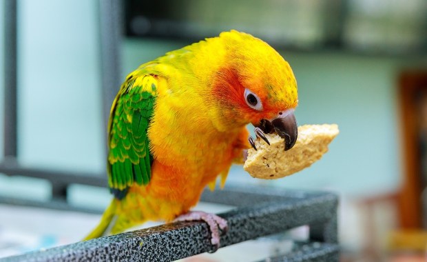 Papuga "wsypała" gang narkotykowy. 15 osób za kratkami