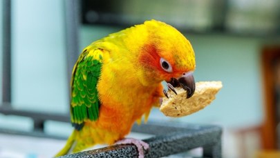 Papuga "wsypała" gang narkotykowy. 15 osób za kratkami