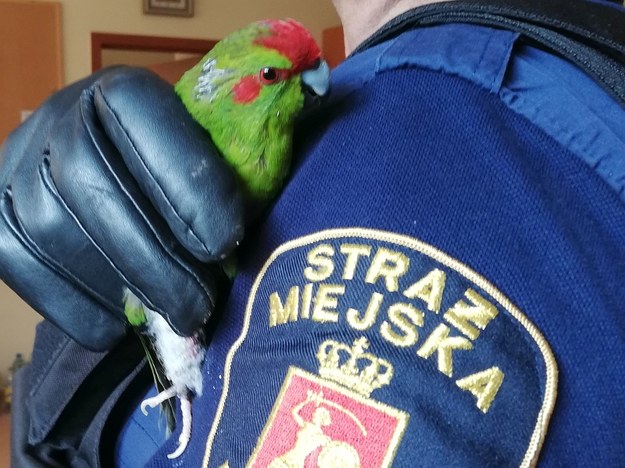 Papuga z nogą w gipsie wleciała do mieszkania na Mokotowie /Straż Miejska